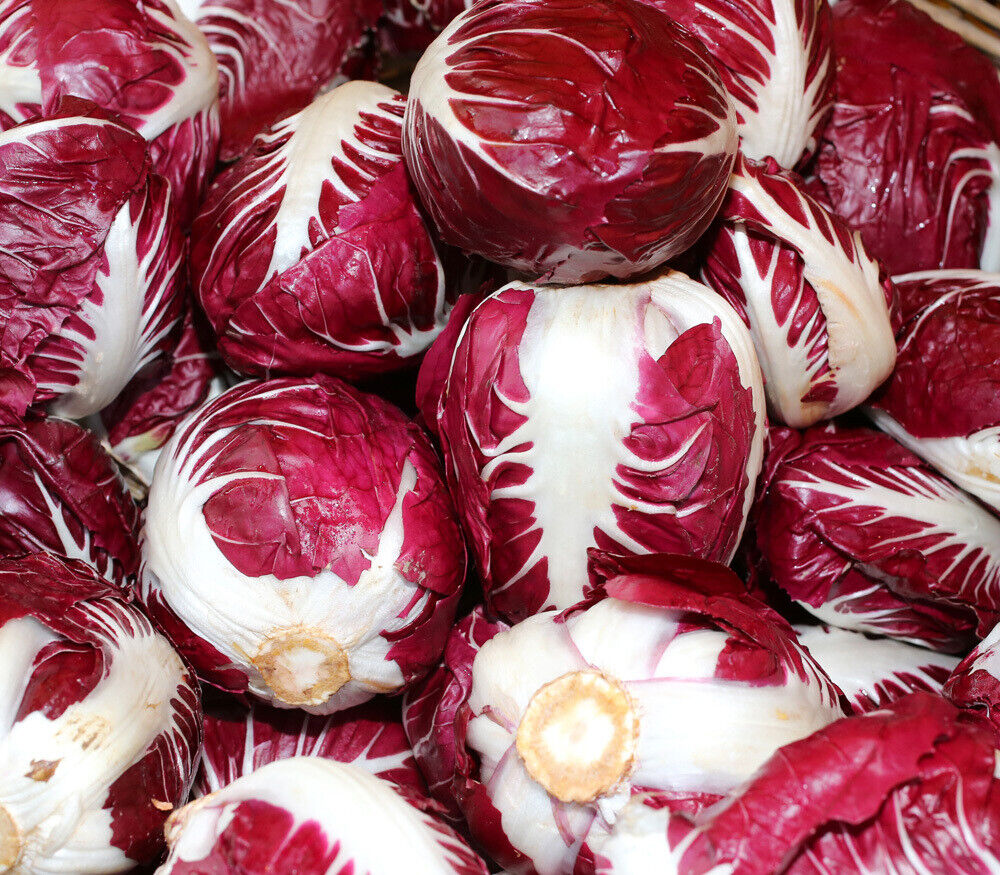 200+ Radicchio Rouge De Verona Garden NON-GMO Vegetable Seeds | www.seedsplantworld.com