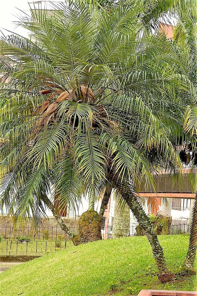 10 Pygmy Date Palm Phoenix Roebelenii Dwarf Miniature Tree Seeds | www.seedsplantworld.com