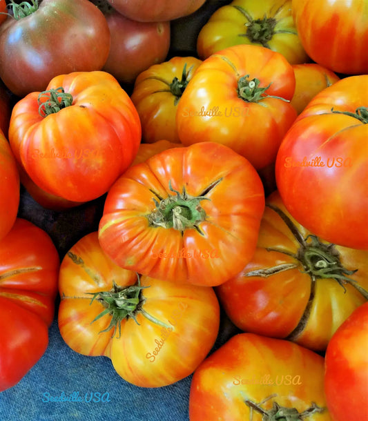 50 Oaxacan Jewel Tomato Bicolor Golden Yellow Striped Red Lycopersicon Seeds | www.seedsplantworld.com