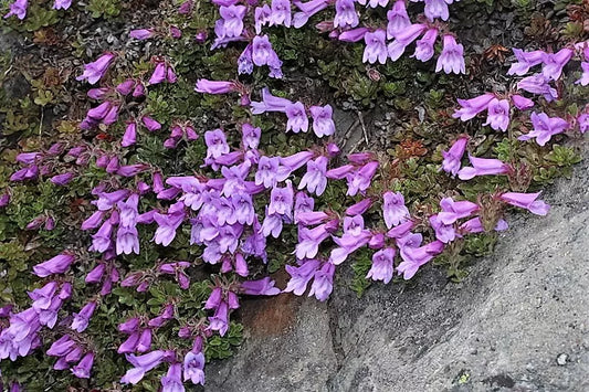 50 Alpine Penstemon Davidsonii Davidson'S Beardtongue Purple Flower Seeds | www.seedsplantworld.com