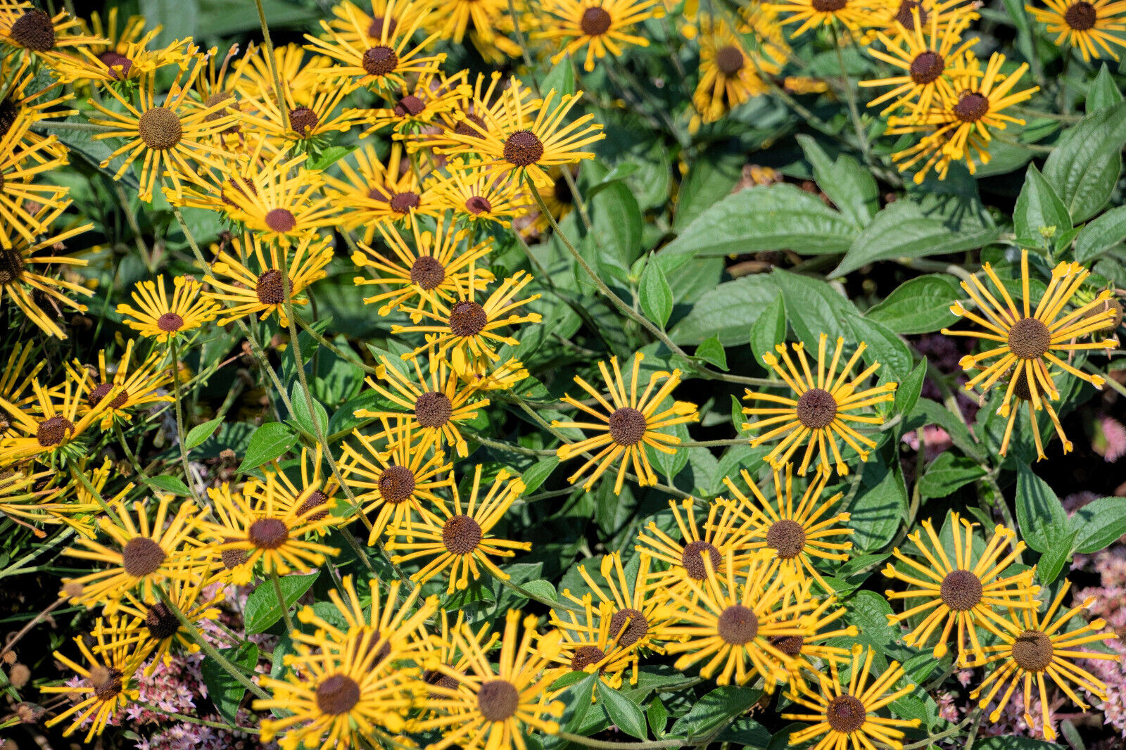 300 Sweet Coneflower Rudbeckia Subtomentosa Yellow Black Eyed Susan Flower Seeds | www.seedsplantworld.com