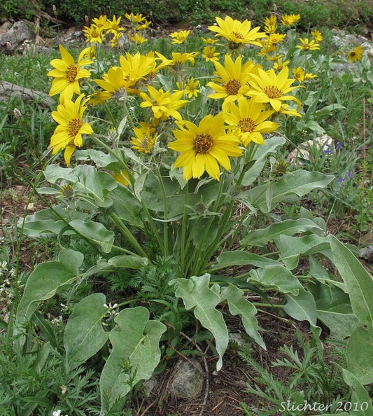 50 Balsam Root Arrowleaf Balsamroot Wild Sunflower Flower Seeds | www.seedsplantworld.com