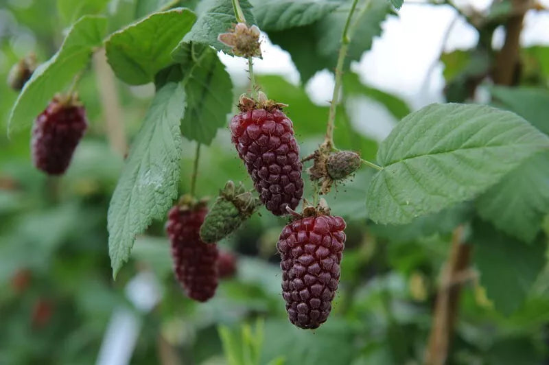 1 Tayberry Live Plant All Natural Grown Raspberry And Blackberry Cross Fruit Tree | www.seedsplantworld.com