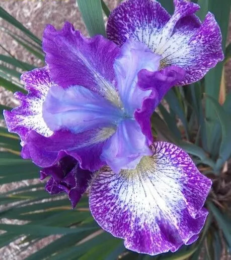 1 Something Shocking Siberian Iris Bare Root Perennial Rhizome Great Pollinator Rooted Plant | www.seedsplantworld.com