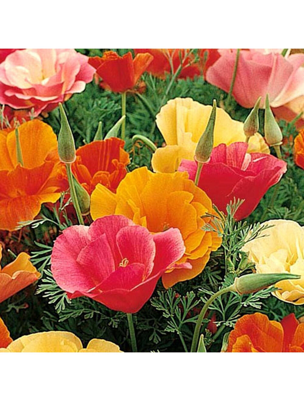 500 Poppy California Mission Bells Mix Flower Seeds | www.seedsplantworld.com