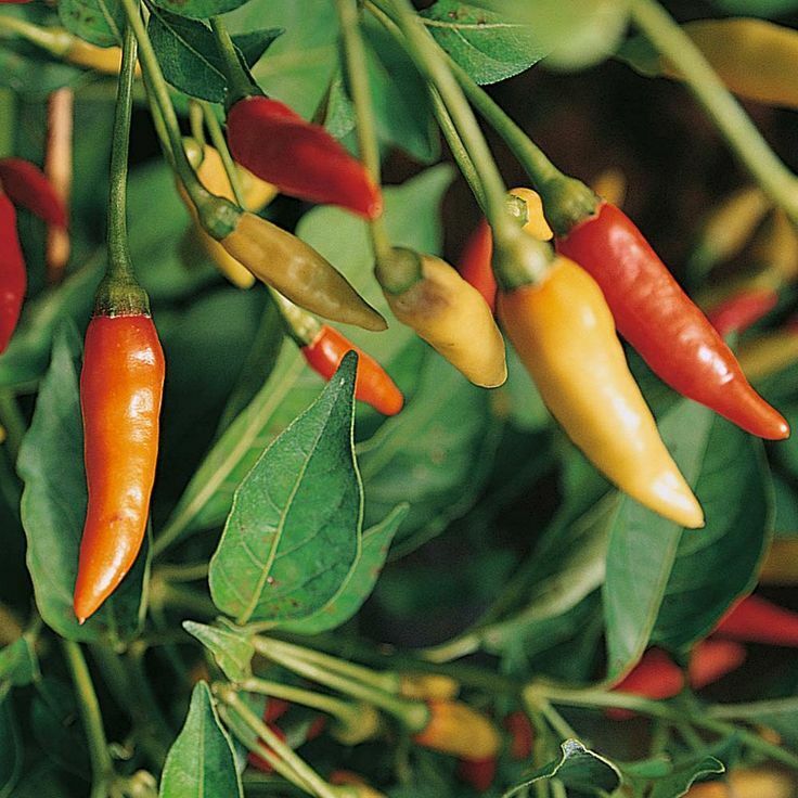 30+ Tabasco Pepper Hot Chile Pepper Sauce Spicy Vegetable Seeds | www.seedsplantworld.com