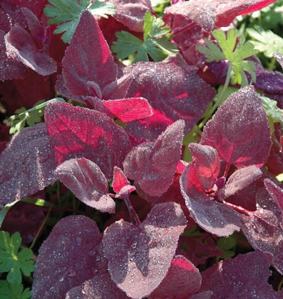 100+ Red Fire Orach French Mountain Spinach NON-GMO Vegetable Seeds | www.seedsplantworld.com