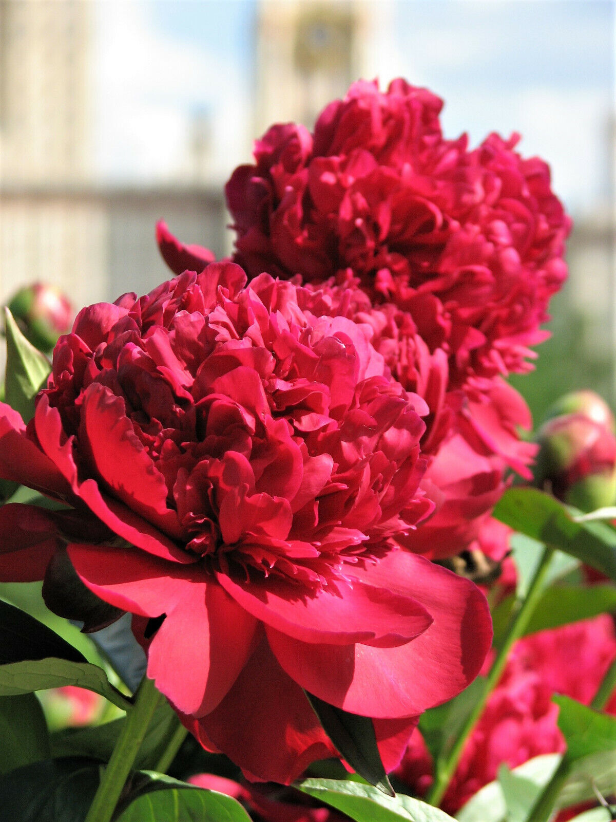 5 Garden Peony Paeonia Lactiflora Red Pink White Mix Chinese Peony Flower Seeds | www.seedsplantworld.com