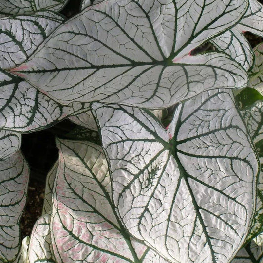 5 Caladium Fancy Leaf White Christmas Bulbs Loves The Shade Spring Shipping Bulbs Plant