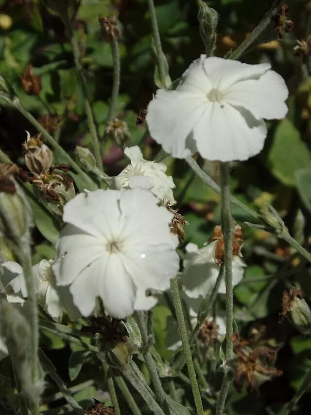 White Rose Campion 100 Seeds