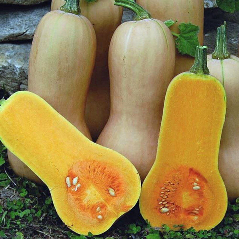 25 Ct Squash Butternut Waltham Winter NON-GMO Vegetable Seeds | www.seedsplantworld.com