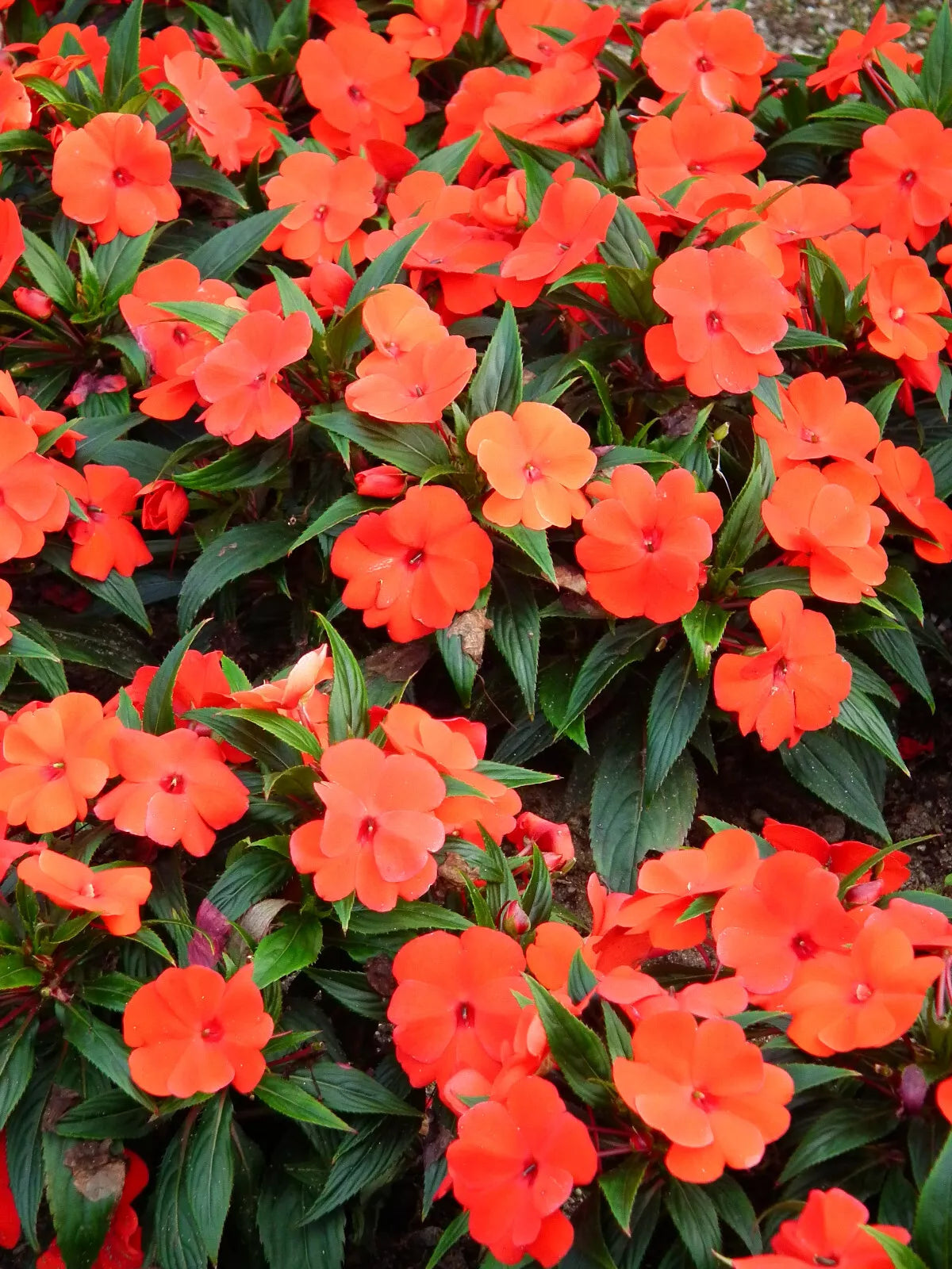 50 Dwarf Orange Impatiens Walleriana Sun Or Full Shade Flower Seeds | www.seedsplantworld.com