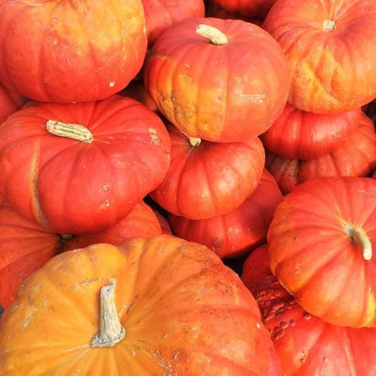 10 Ct Cinderella Pumpkin Rouge Vif D'Etampes NON-GMO Vegetable Seeds | www.seedsplantworld.com