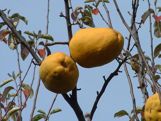 20 Chinese Quince Fruit Tree Chaenomeles Sinensis Fruit Flower Seeds | www.seedsplantworld.com