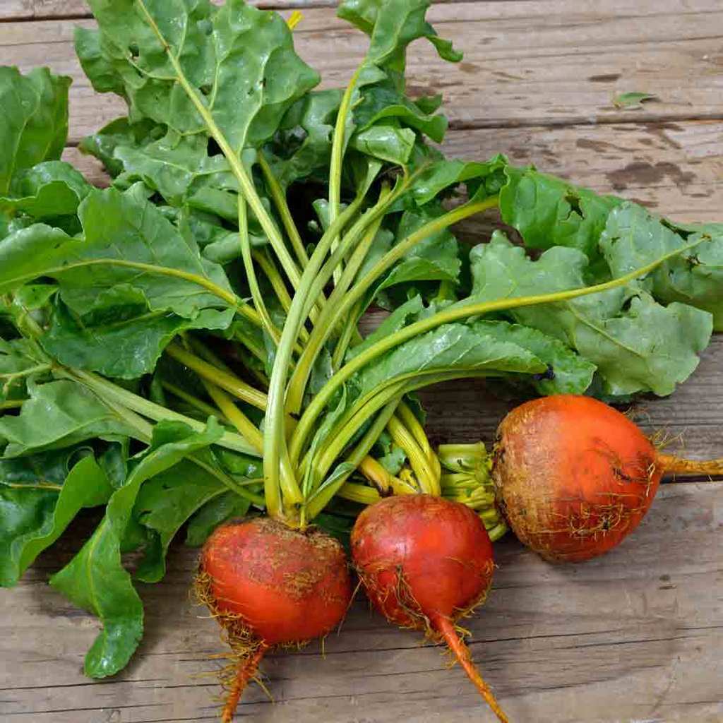 50 Ct Beet Golden Detroit Heirloom Garden NON-GMO Vegetable Seeds | www.seedsplantworld.com