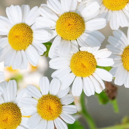 300 German Chamomile NON-GMO Heirloom Herb Seeds | www.seedsplantworld.com