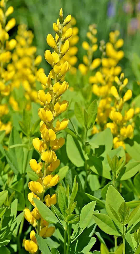 Yellow Indigo 100 Seeds