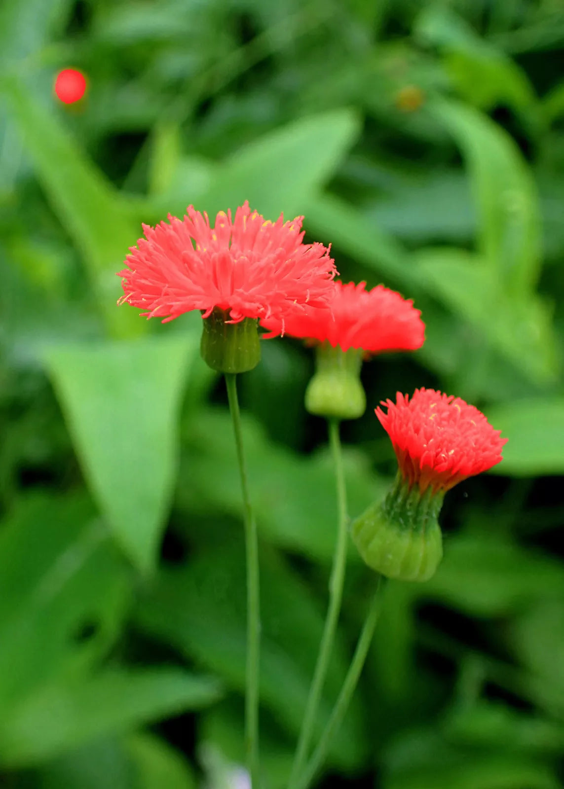 50 Red Lady'S Paintbrush Tassel Flower Emilia Javanica 'Scarlet Magic' Seeds | www.seedsplantworld.com