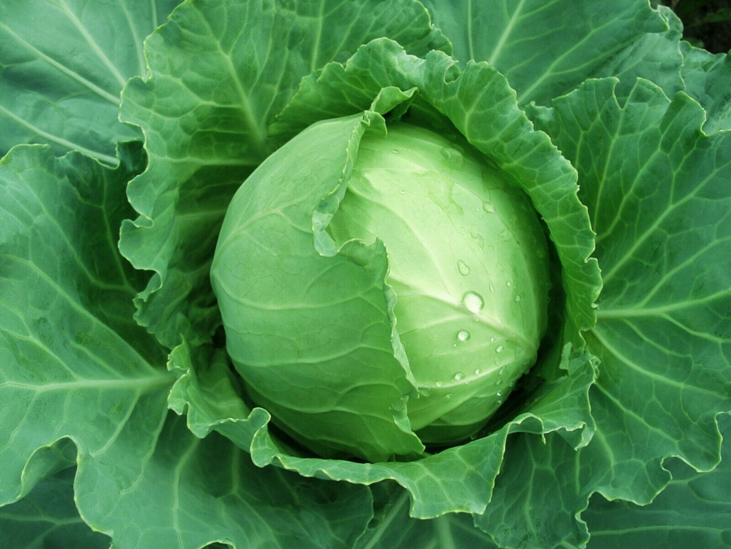 500+ Brunswick Cabbage Danish Ballhead NON-GMO Vegetable Seeds | www.seedsplantworld.com