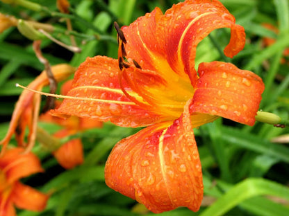 Wild Daylily 25 Fans Root Systems Live Plant