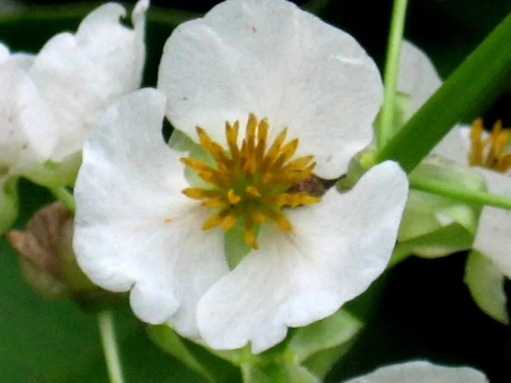 500 White Broadleaf Arrowhead Sagittaria Latifolia Pond Wetland Flower Seeds | www.seedsplantworld.com