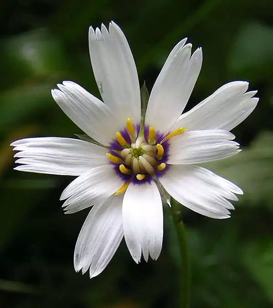 25 White Cupid'S Dart Love Plant Catananche Caerulea Flower Seeds | www.seedsplantworld.com