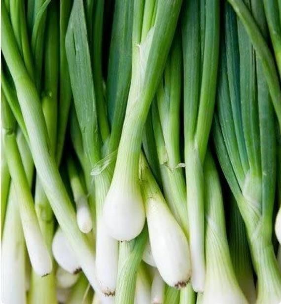 155 Onion Bunching Tokyo Long White Vegetable Seeds | www.seedsplantworld.com