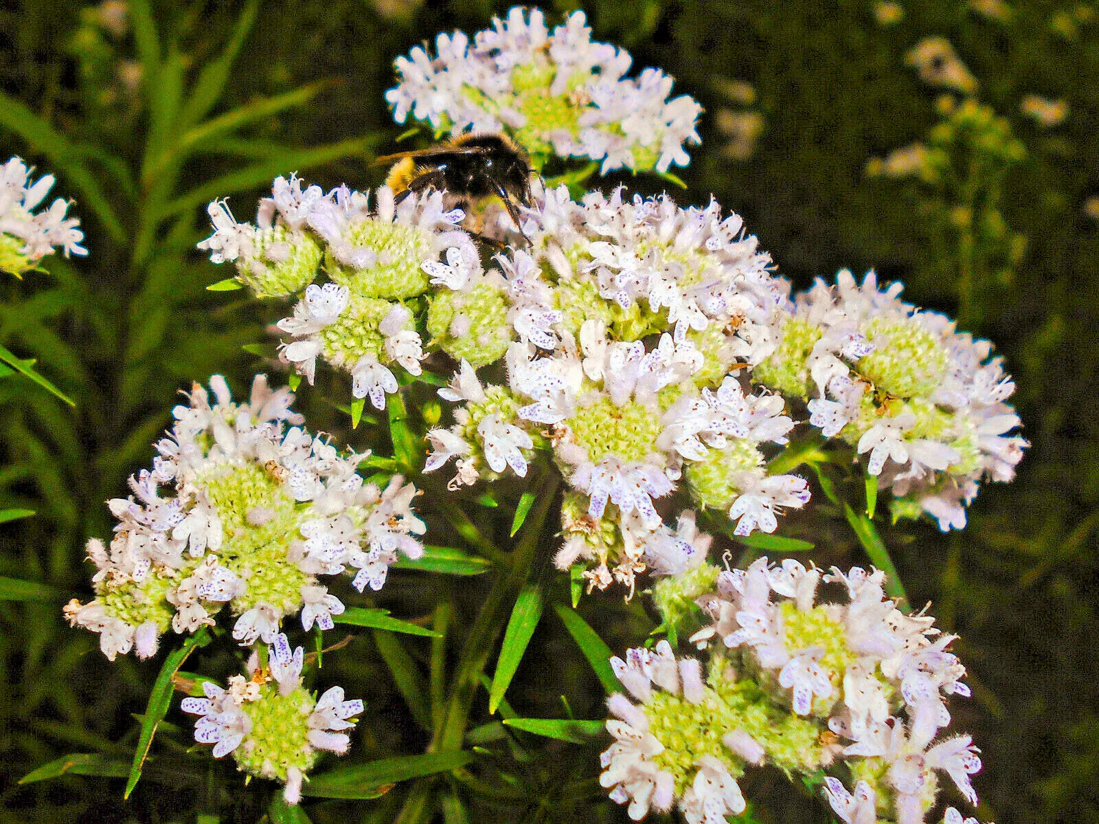 500 Virginia Mint Pycnanthemum Virginianum Mountainmint White Flower Herb Seeds | www.seedsplantworld.com