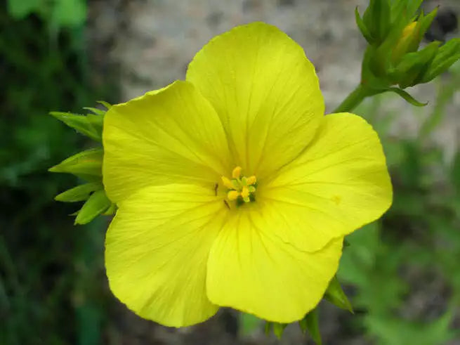 500 Organic Golden Flax Yellow Linseed Common Linum Flavum Flower Seeds | www.seedsplantworld.com