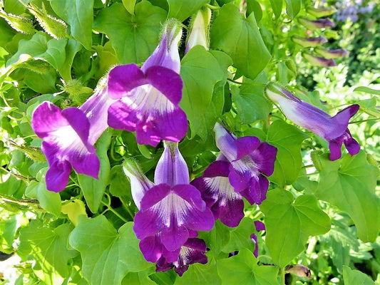 10 Mixed Dragonsnap Vine Asarina Scandens Climbing Snapdragon Flower Seeds | www.seedsplantworld.com