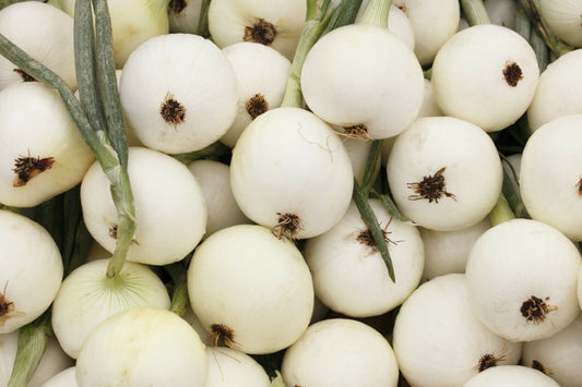 200+ Onion White Sweet Spanish Mild Garden NON-GMO Vegetable Seeds | www.seedsplantworld.com