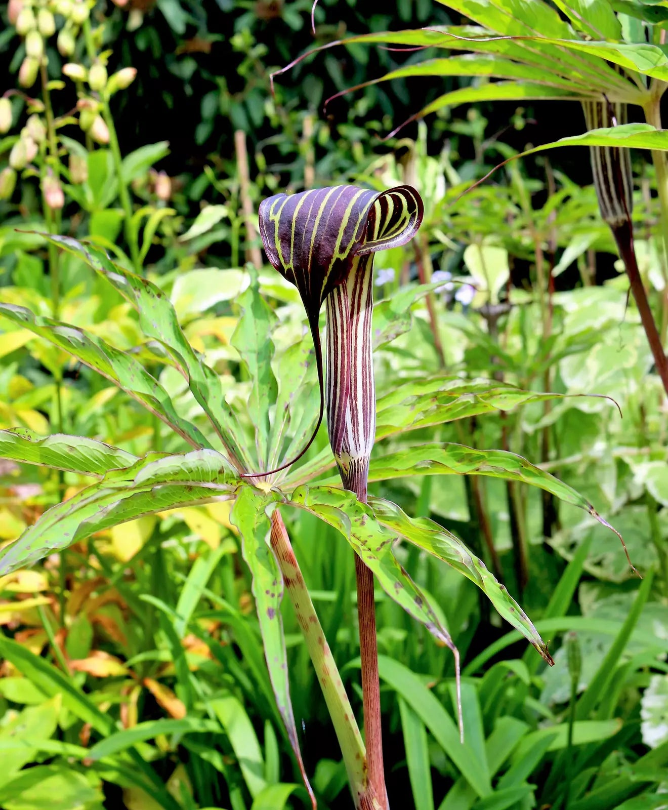 5 Himalayan Cobra Lily Arisaema Consanguineum Asian Jack In Pulpit Flower Seeds | www.seedsplantworld.com