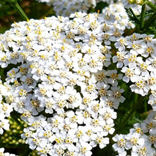 300 White Yarrow NON-GMO Heirloom Herb Seeds | www.seedsplantworld.com