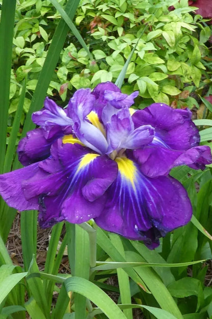 1 Japanese Iris Blueberry Pie Bare Root Rhizome Huge 6" Perennial Blooms Rooted Plant