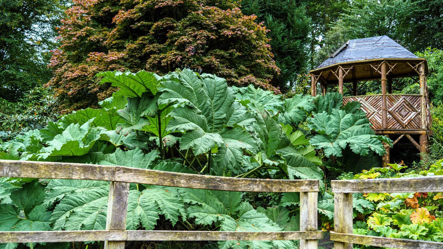 10 Gunnera Manicata 6' Leaves! Giant Rhubarb Dinosaur Plant Moist Shade Seeds | www.seedsplantworld.com