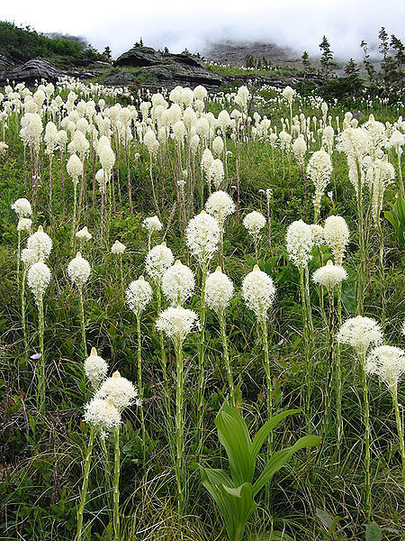 100 Bear Grass Aka Bear Lily Beargrass Ornamental Xerophyllum Tenax Flower Seeds | www.seedsplantworld.com