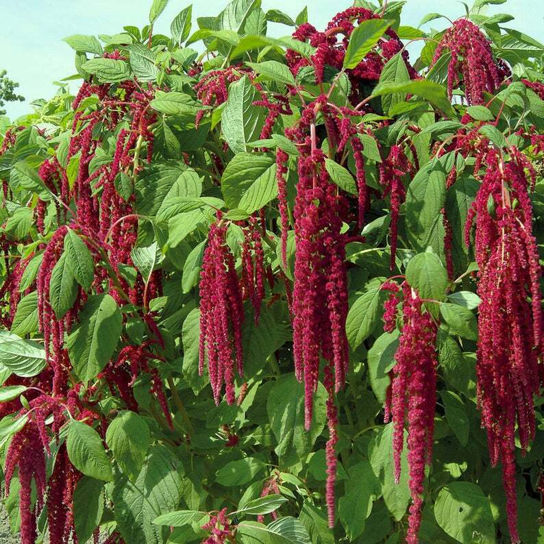 1000+ Amaranth Love Lies Bleeding Annual Cut NON-GMO Flower Seeds | www.seedsplantworld.com