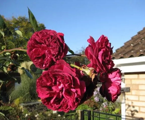 5 Burgundy Climbing Rose Red Rosa Bush Vine Climber Fragrant Flower Seeds | www.seedsplantworld.com