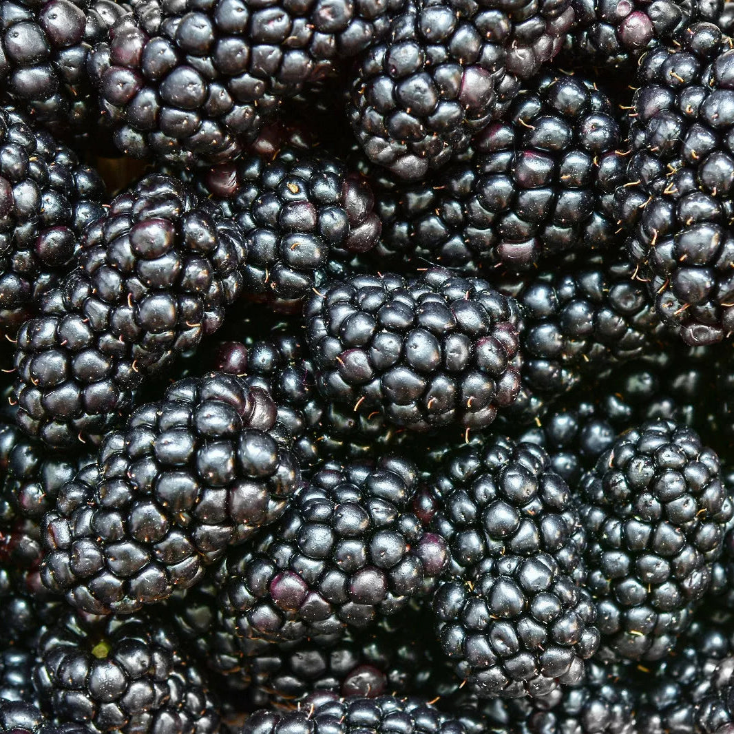 Prime Ark Freedom Blackberry Thornless 2 Crops A Year Potted Fruit Plants | www.seedsplantworld.com