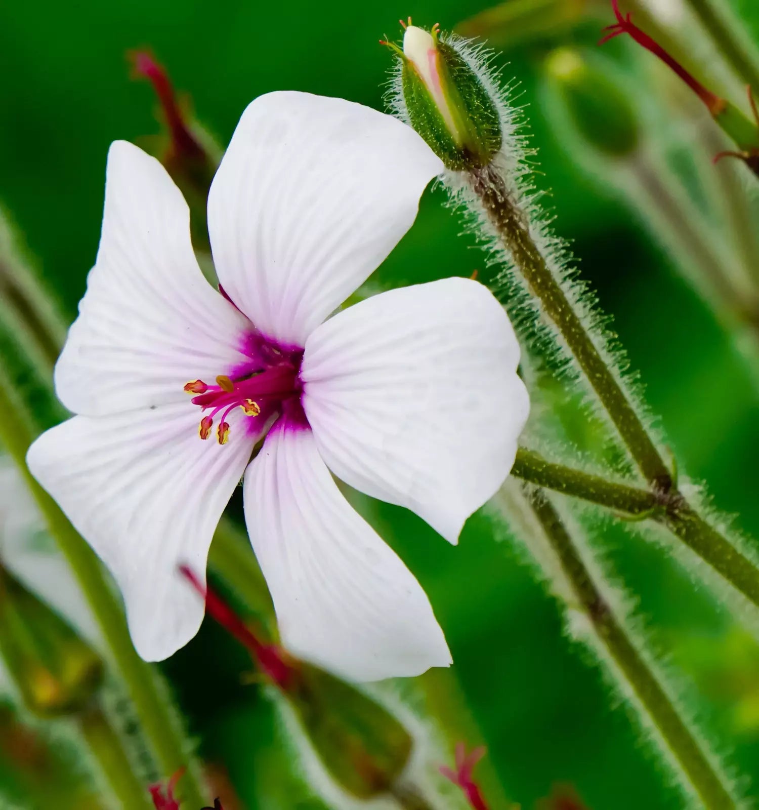 10 White Madeira Geranium Maderense Cranesbill Giant Herb Robert Pink Eye Seeds | www.seedsplantworld.com