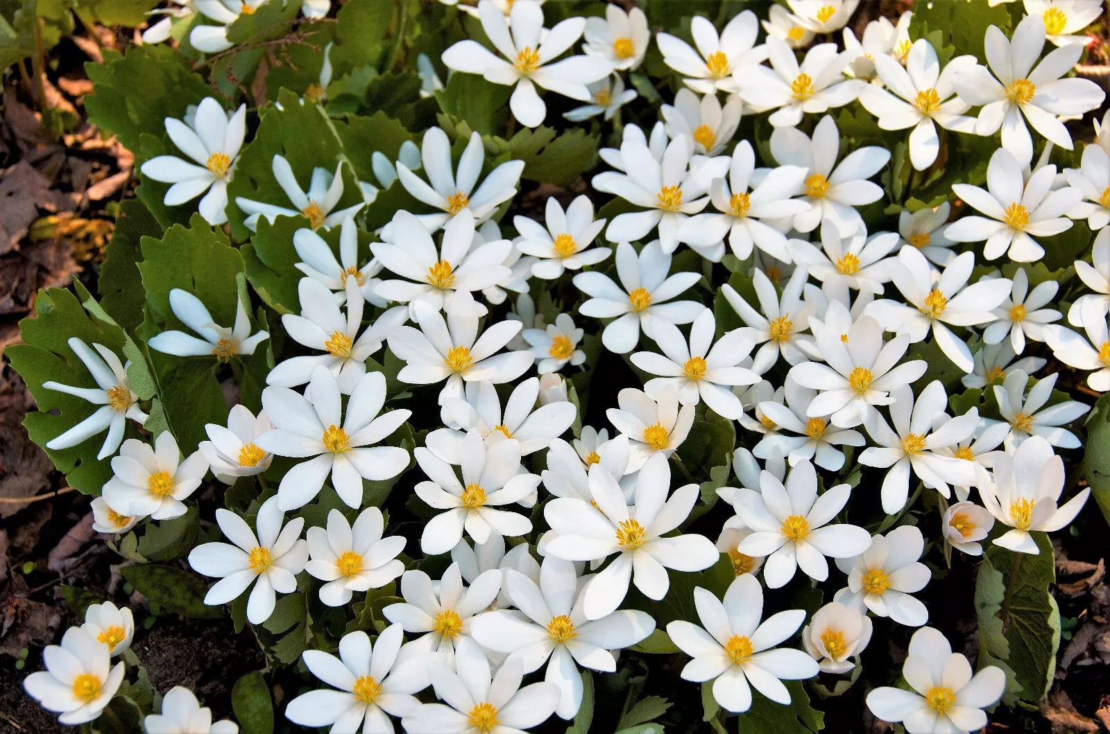 10 White Bloodroot Sanguinaria Canadensis Shade Ground Cover Flower Seeds | www.seedsplantworld.com