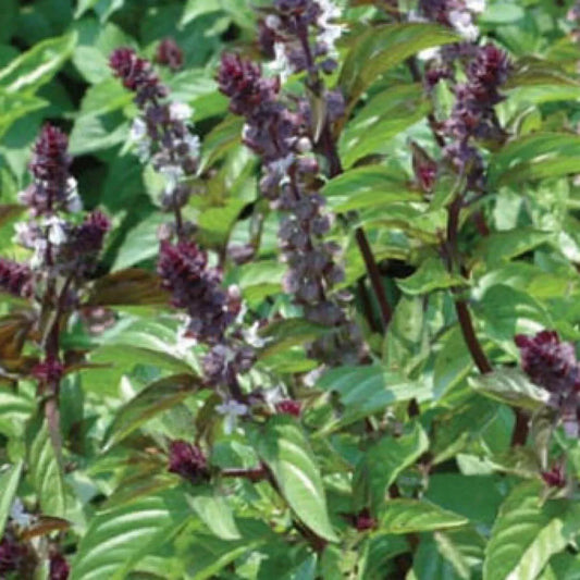 500 Basil Seeds Cinnamon (Ocimum Basilicum) Heirloom Herb Seeds | www.seedsplantworld.com