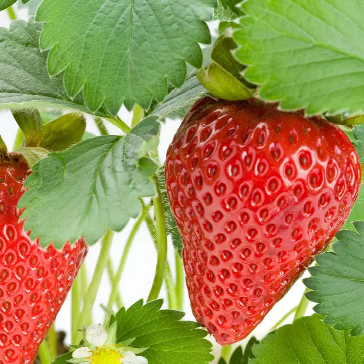 25 Evie Everbearing Strawberry Plants Bare Root Plants