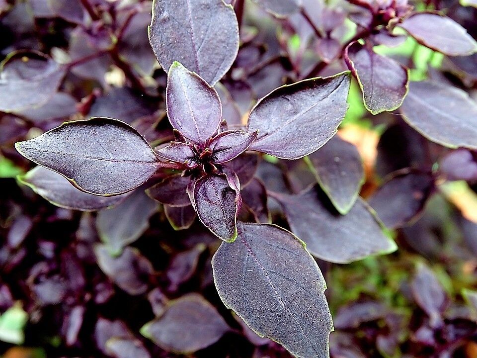 500 Red Rubin Basil Ocimum Basilicum Purpurascens Spicy Herb Flower Seeds | www.seedsplantworld.com