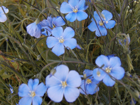 1000 Flax Blue Sun Perennial Flower Seeds | www.seedsplantworld.com