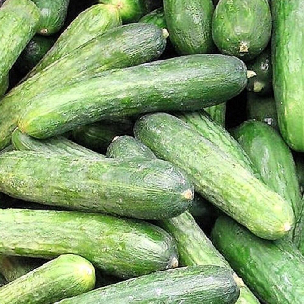 100 Rhinish Pickle Cucumber NON-GMO Heirloom Vegetable Seeds | www.seedsplantworld.com