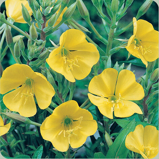 200+ Evening Primrose Yellow Flower Seeds | www.seedsplantworld.com