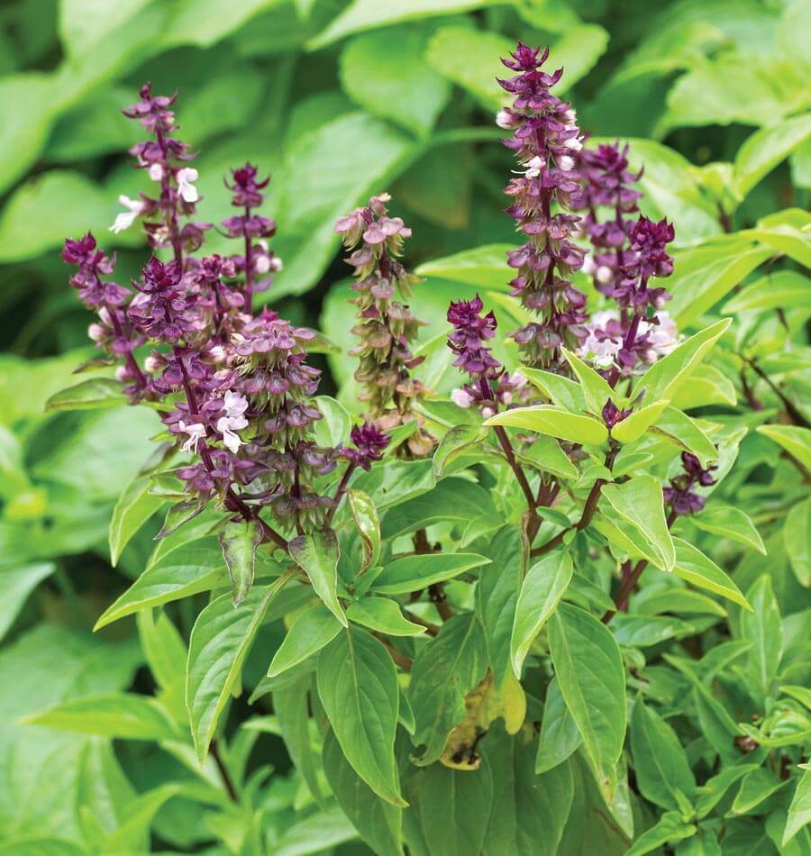 250+ Persian Basil Black Licorice Ocimum Basilicum Herb Seeds | www.seedsplantworld.com