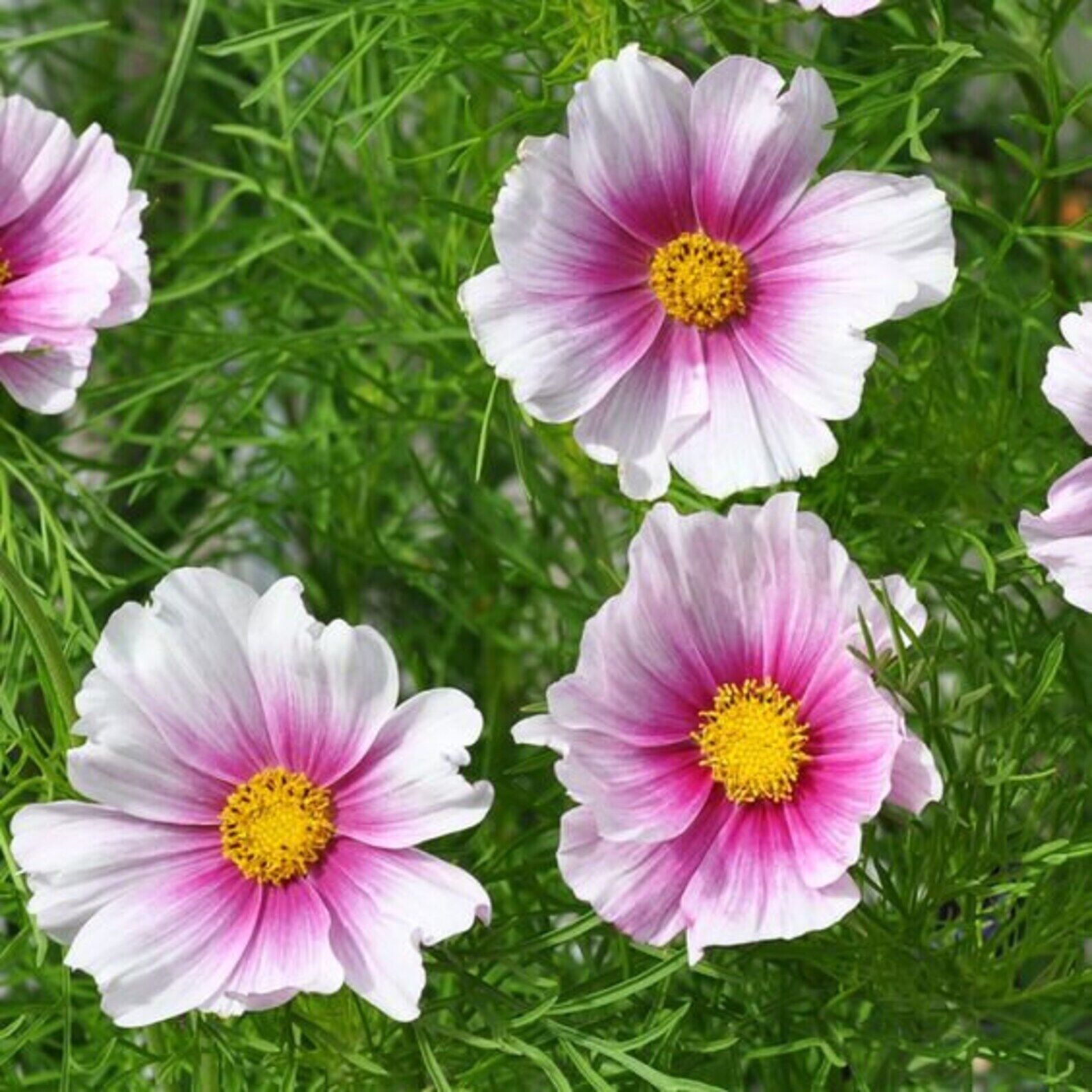 100 Ct Cosmos Daydream Flower Seeds | www.seedsplantworld.com