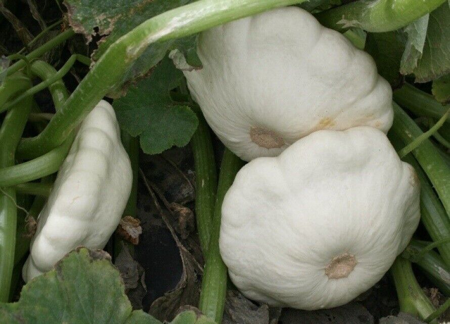 25 Squash Early White Bush Scallop Patty Pan Summer Vegetable Seeds | www.seedsplantworld.com